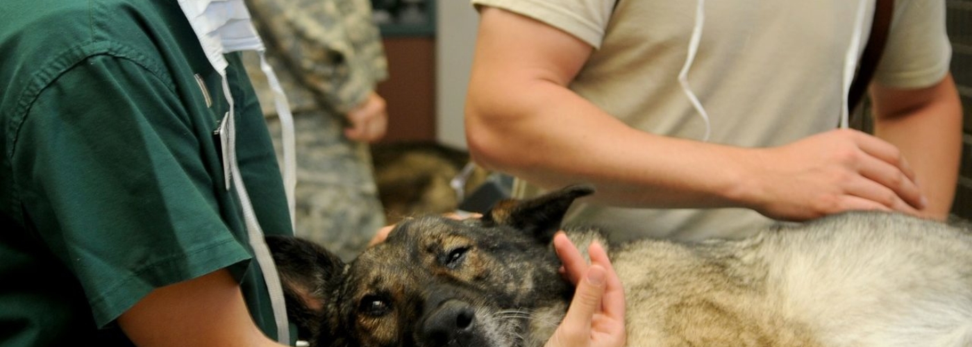 Rhode Island's Mobile Vet » Salmon River Vet, LLC provides mobile spay